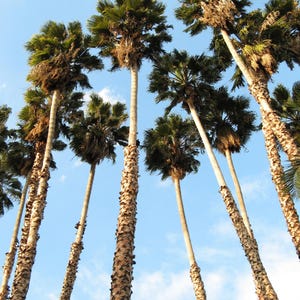 Peut inclure: Une vue en contre-plong&eacute;e de plusieurs grands palmiers aux troncs bruns textur&eacute;s et aux frondes vertes en forme d'&eacute;ventail, s'&eacute;tendant vers un ciel bleu vif parsem&eacute; de nuages blancs. Les arbres sont regroup&eacute;s, cr&eacute;ant une perspective verticale.