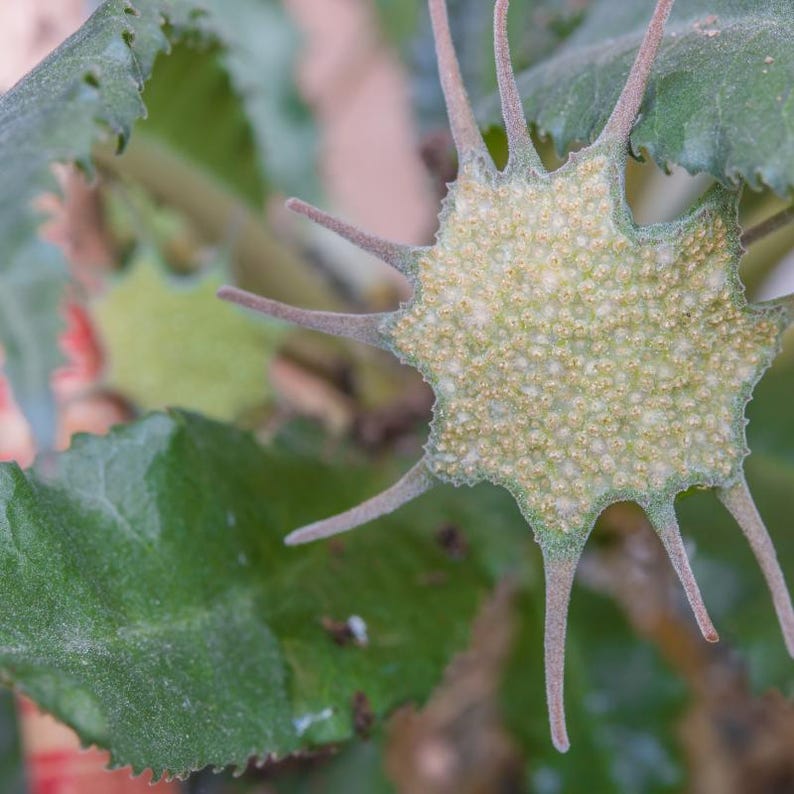Más de 20 semillas de Dorstenia Foetida, planta de caudex rara, suculenta de madera apestosa, semillas de plantas exóticas de colección. imagen 5