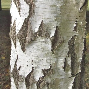 200-500 semillas de abedul llorón, Betula pendula, abedul plateado, árbol ornamental imagen 4