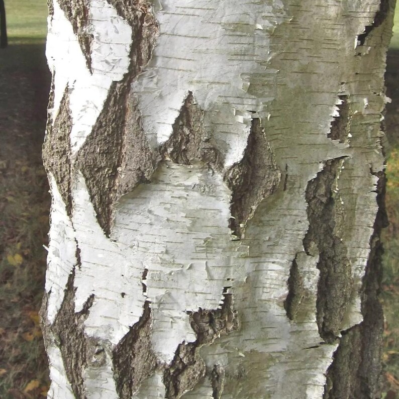 200-500 semillas de abedul llorón, Betula pendula, abedul plateado, árbol ornamental imagen 4