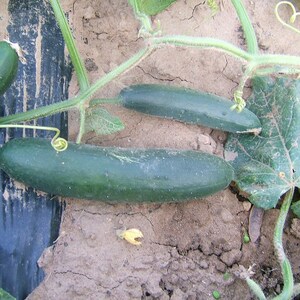 Más de 25 semillas de pepino Beit Alpha, Cucumis sativus, pepino israelí, pepino persa imagen 3