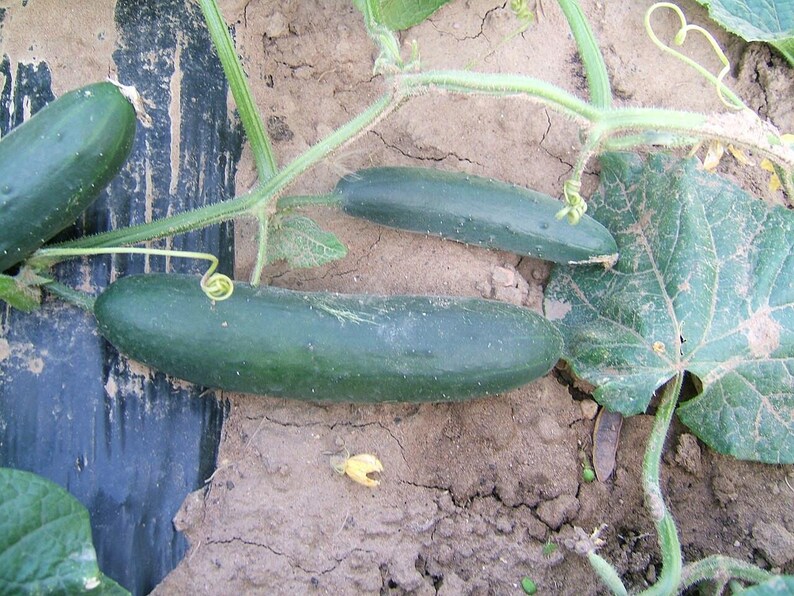 Más de 25 semillas de pepino Beit Alpha, Cucumis sativus, pepino israelí, pepino persa imagen 3