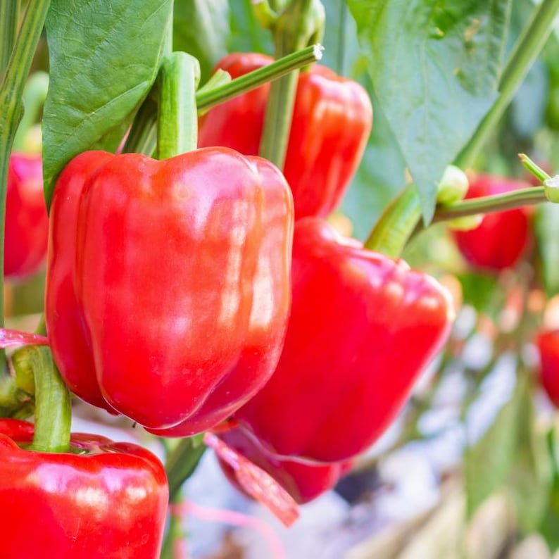 Más de 20 semillas de pimiento rojo dulce, Capsicum annuum, pimiento rojo, pimiento dulce suave. imagen 2