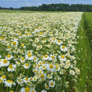Puede incluir: Un vasto campo de flores de manzanilla en flor con p&eacute;talos blancos y centros amarillos, creciendo junto a una secci&oacute;n de hierba verde vibrante bajo un cielo azul con nubes dispersas, extendi&eacute;ndose hacia una l&iacute;nea lejana de &aacute;rboles oscuros.
