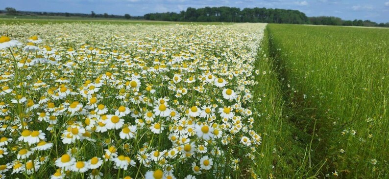 Puede incluir: Un vasto campo de flores de manzanilla en flor con p&eacute;talos blancos y centros amarillos, creciendo junto a una secci&oacute;n de hierba verde vibrante bajo un cielo azul con nubes dispersas, extendi&eacute;ndose hacia una l&iacute;nea lejana de &aacute;rboles oscuros.