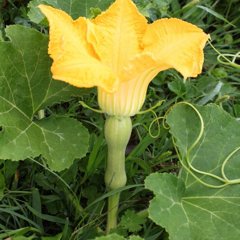 15+ Chappan Kaddu frön, Cucurbita pepo, indisk zucchini, sommarsquash bild 4