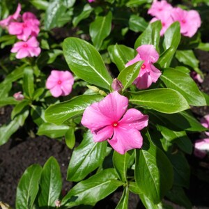 Pu&ograve; includere: Un gruppo di fiori di pervinca rosa brillante con cinque petali arrotondati e un piccolo centro rosa pi&ugrave; scuro. I fiori sono circondati da foglie verdi ovali e lucide, con diversi altri fiori rosa simili visibili sullo sfondo.
