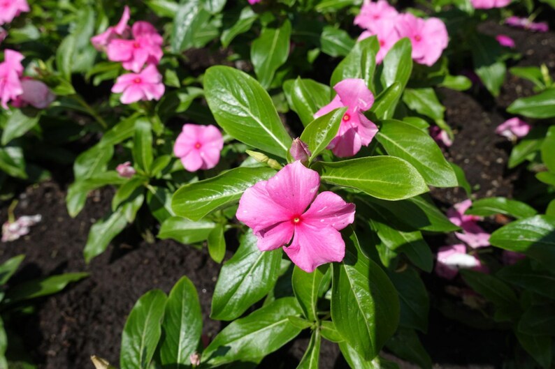 Pu&ograve; includere: Un gruppo di fiori di pervinca rosa brillante con cinque petali arrotondati e un piccolo centro rosa pi&ugrave; scuro. I fiori sono circondati da foglie verdi ovali e lucide, con diversi altri fiori rosa simili visibili sullo sfondo.