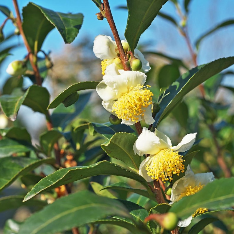 May include: A tea plant branch featuring several white flowers with prominent yellow stamens and serrated dark green leaves. The woody stems are brown, and small green flower buds are visible among the foliage under a clear blue sky.