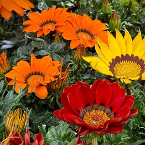 Peut inclure: Un groupe de fleurs gazania &eacute;clatantes dans des tons orange vif, rouge profond et jaune ensoleill&eacute;. Chaque fleur pr&eacute;sente des p&eacute;tales pointus rayonnant autour d'un centre sombre et textur&eacute;, entour&eacute; d'un feuillage vert fonc&eacute; et de boutons.