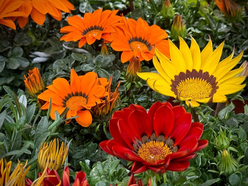 Peut inclure: Un groupe de fleurs gazania &eacute;clatantes dans des tons orange vif, rouge profond et jaune ensoleill&eacute;. Chaque fleur pr&eacute;sente des p&eacute;tales pointus rayonnant autour d'un centre sombre et textur&eacute;, entour&eacute; d'un feuillage vert fonc&eacute; et de boutons.