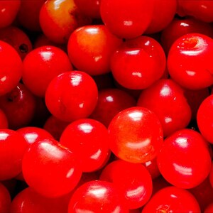 Más de 20 semillas de cereza dulce del Himalaya, Prunus avium, cerezo silvestre. imagen 2