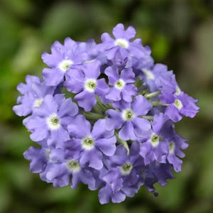 Peut inclure: Un groupe de petites fleurs &agrave; cinq p&eacute;tales dans des tons bleu pervenche et violet clair. Chaque fleur individuelle pr&eacute;sente un centre blanc distinctif avec un c&oelig;ur vert p&acirc;le, dispos&eacute; en une t&ecirc;te florale dense, arrondie et sph&eacute;rique.