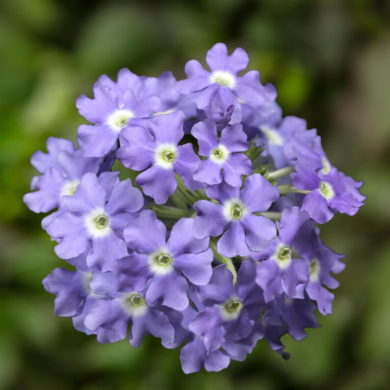 Peut inclure: Un groupe de petites fleurs &agrave; cinq p&eacute;tales dans des tons bleu pervenche et violet clair. Chaque fleur individuelle pr&eacute;sente un centre blanc distinctif avec un c&oelig;ur vert p&acirc;le, dispos&eacute; en une t&ecirc;te florale dense, arrondie et sph&eacute;rique.