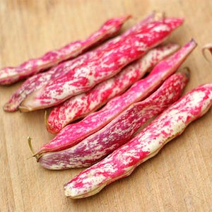 K&ouml;nnte beinhalten: Eine Ansammlung frischer Borlottibohnen in ihren Schoten, die ein ausgepr&auml;gtes gesprenkeltes Muster in leuchtendem Magenta und Cremewei&szlig; aufweisen. Die l&auml;nglichen, gebogenen Schoten sind in einer Gruppe angeordnet und zeigen ihre Textur.