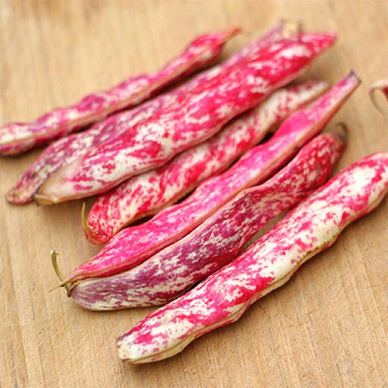 K&ouml;nnte beinhalten: Eine Ansammlung frischer Borlottibohnen in ihren Schoten, die ein ausgepr&auml;gtes gesprenkeltes Muster in leuchtendem Magenta und Cremewei&szlig; aufweisen. Die l&auml;nglichen, gebogenen Schoten sind in einer Gruppe angeordnet und zeigen ihre Textur.