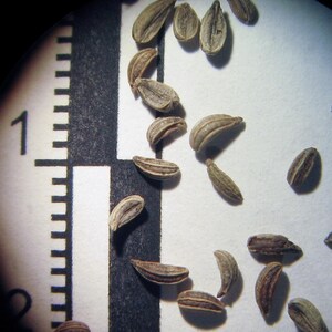 Oltre 300 semi di prezzemolo italiano a foglia piatta, Petroselinum crispum, prezzemolo italiano, erba aromatica immagine 5
