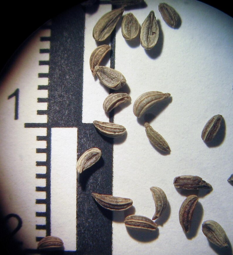 Oltre 300 semi di prezzemolo italiano a foglia piatta, Petroselinum crispum, prezzemolo italiano, erba aromatica immagine 5