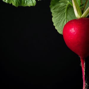 Op de afbeelding: Een enkele ronde, felrode radijs met een gladde schil en een lange, dunne, lichtroze penwortel. De groente zit vast aan verschillende levendig groene, getextureerde bladeren met gekartelde randen, alles tegen een effen, diepzwarte achtergrond.