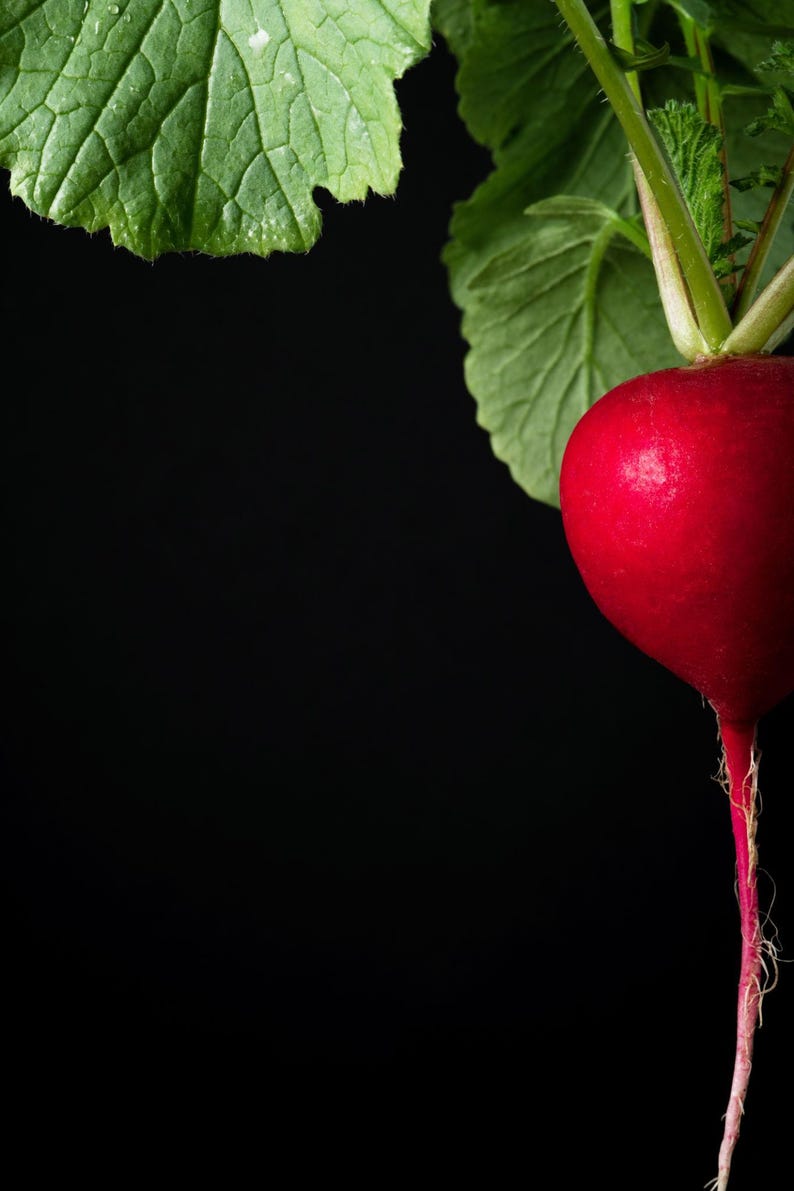 Op de afbeelding: Een enkele ronde, felrode radijs met een gladde schil en een lange, dunne, lichtroze penwortel. De groente zit vast aan verschillende levendig groene, getextureerde bladeren met gekartelde randen, alles tegen een effen, diepzwarte achtergrond.