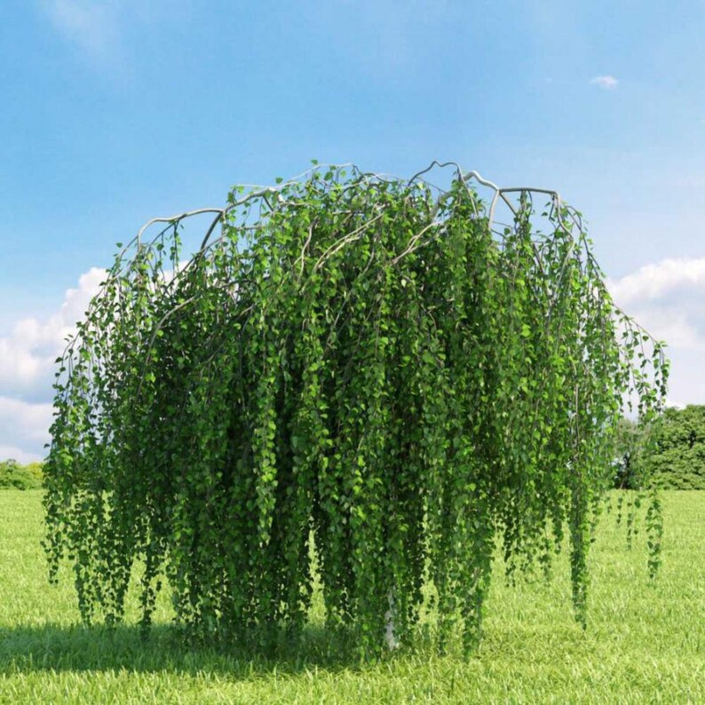 200-500 semillas de abedul llorón, Betula pendula, abedul plateado, árbol ornamental imagen 5