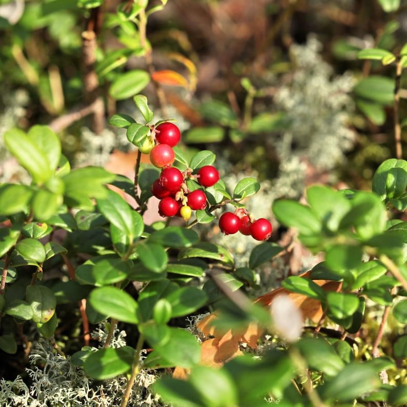 30-100 nasion żurawiny, Vaccinium macrocarpon, żurawina amerykańska, roślina o czerwonych jagodach zdjęcie 8