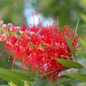 K&ouml;nnte beinhalten: Eine leuchtend rote Zylinderputzer-Bl&uuml;te mit einem dichten, zylindrischen Bl&uuml;tenstand aus zahlreichen langen, d&uuml;nnen Staubf&auml;den. Der Bl&uuml;tenstand zeigt sich mit kleinen, runden, hellgr&uuml;nen und rosafarbenen Knospen an der Spitze.