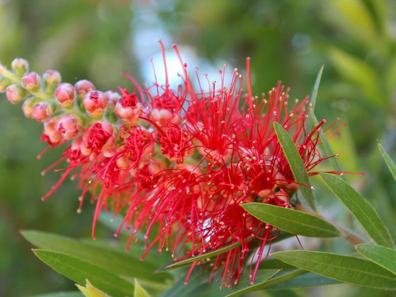 K&ouml;nnte beinhalten: Eine leuchtend rote Zylinderputzer-Bl&uuml;te mit einem dichten, zylindrischen Bl&uuml;tenstand aus zahlreichen langen, d&uuml;nnen Staubf&auml;den. Der Bl&uuml;tenstand zeigt sich mit kleinen, runden, hellgr&uuml;nen und rosafarbenen Knospen an der Spitze.