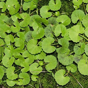50-100 semillas de Gotu Kola, Centella Asiática, Pennywort Asiática, Pennywort India, Brahmi, semillas de hierbas imagen 3