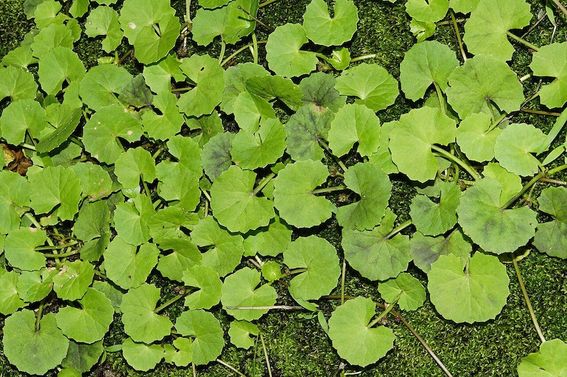 50-100 semillas de Gotu Kola, Centella Asiática, Pennywort Asiática, Pennywort India, Brahmi, semillas de hierbas imagen 3
