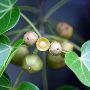 10-30 Portia Tree Seeds, Thespesia Populnea, Indian Tulip Tree, Milo, Pacific Rosewood image 3
