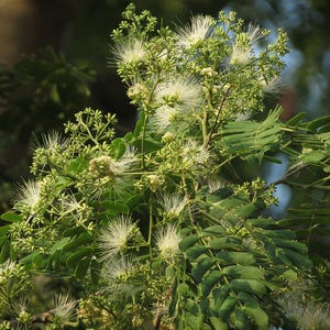 30-60 Svarta Sirisfrön, Albizia Odoratissima, Doftande Albizia, Svart Siristräd, Tropiska Trädfrön bild 9