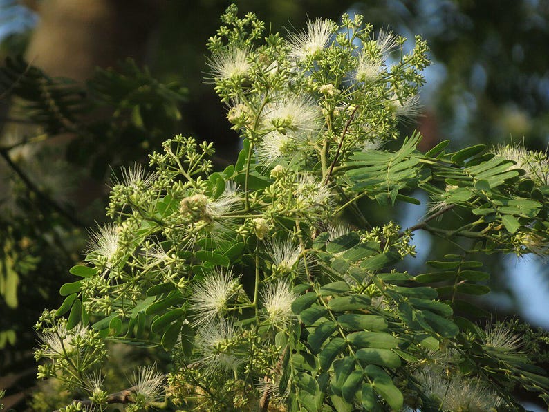 30-60 Svarta Sirisfrön, Albizia Odoratissima, Doftande Albizia, Svart Siristräd, Tropiska Trädfrön bild 9