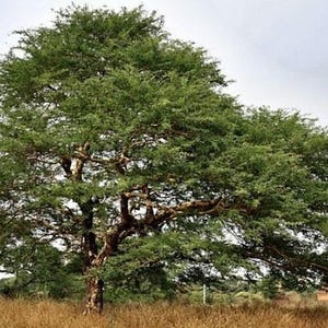 Puede incluir: Un &aacute;rbol grande y maduro con un tronco marr&oacute;n grueso y texturizado, con ramas extendidas cubiertas de un follaje verde denso y vibrante. El &aacute;rbol se encuentra en un campo de hierba seca de color marr&oacute;n dorado bajo un cielo brillante y nublado.