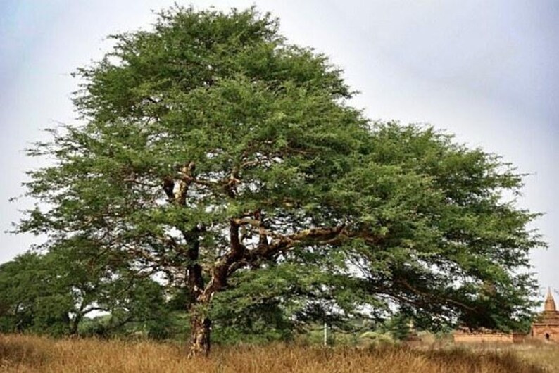 Puede incluir: Un &aacute;rbol grande y maduro con un tronco marr&oacute;n grueso y texturizado, con ramas extendidas cubiertas de un follaje verde denso y vibrante. El &aacute;rbol se encuentra en un campo de hierba seca de color marr&oacute;n dorado bajo un cielo brillante y nublado.