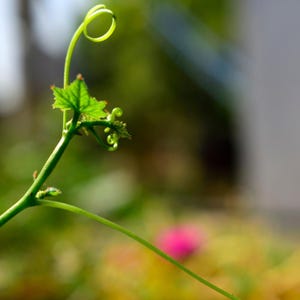 10+ lange groene ribbelpompoenzaden, Luffa acutangula, ribbelpompoen, Indiase groente afbeelding 10