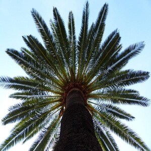 10+ Phoenix Canariensis Frön, Kanarieöarnas Dadelpalm, Kanariepalmfrön, Prydnadspalm bild 3