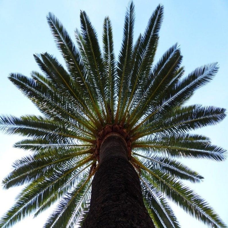 10+ Phoenix Canariensis Frön, Kanarieöarnas Dadelpalm, Kanariepalmfrön, Prydnadspalm bild 3