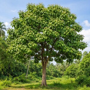 Pu&ograve; includere: Un grande albero maturo con un tronco marrone spesso e strutturato e una chioma densa e arrotondata di foglie verde brillante. L'albero presenta numerosi piccoli grappoli di fiori chiari che sbocciano sulle punte dei rami.