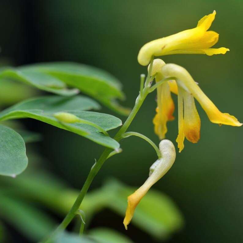 30-60 Golden Corydalis Seeds, Corydalis aurea, Golden Smoke Wildflower, Yellow Blooms image 5