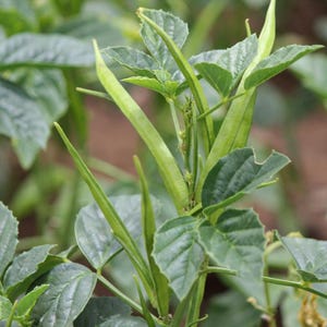 Más de 20 semillas de frijol racimo Neelam, Cyamopsis tetragonoloba, guar imagen 2