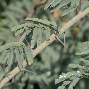 30-60 semillas de acacia de corteza blanca, Acacia Leucophloea, acacia de tallo blanco, acacia espinosa, acacia india, semillas de árboles tropicales imagen 8
