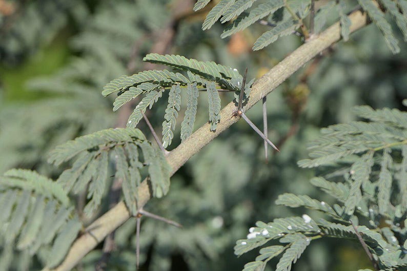 30-60 semillas de acacia de corteza blanca, Acacia Leucophloea, acacia de tallo blanco, acacia espinosa, acacia india, semillas de árboles tropicales imagen 8