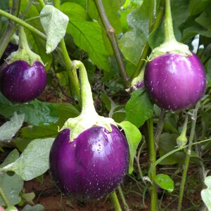 Puede incluir: Tres berenjenas redondas, brillantes y de color morado intenso cuelgan de tallos verdes en una planta frondosa. Cada berenjena presenta una piel lisa y brillante con un c&aacute;liz verde claro en la parte superior. Rodeadas de follaje verde.