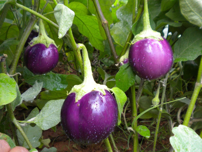 Puede incluir: Tres berenjenas redondas, brillantes y de color morado intenso cuelgan de tallos verdes en una planta frondosa. Cada berenjena presenta una piel lisa y brillante con un c&aacute;liz verde claro en la parte superior. Rodeadas de follaje verde.