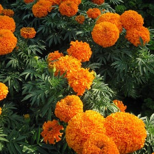 May include: A cluster of vibrant orange marigold flowers with dense, ruffled petals. The round, pom-pom shaped blooms are surrounded by dark green, pinnate foliage. The flowers vary in size and are densely packed together in a garden setting.