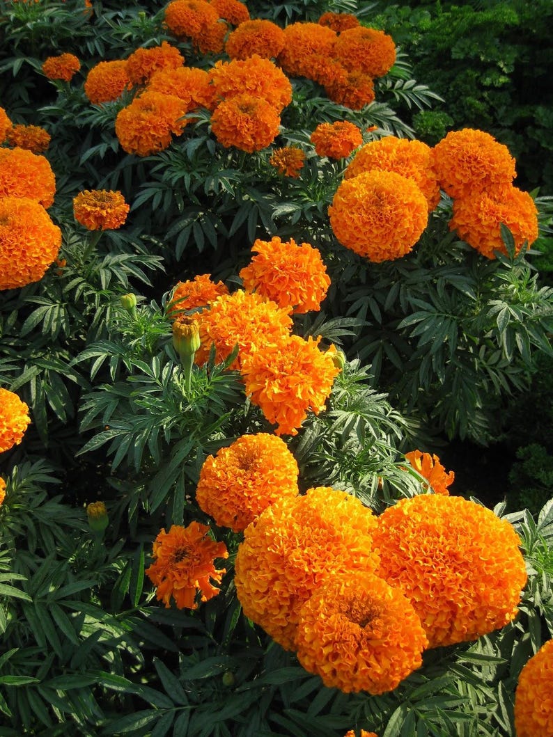 May include: A cluster of vibrant orange marigold flowers with dense, ruffled petals. The round, pom-pom shaped blooms are surrounded by dark green, pinnate foliage. The flowers vary in size and are densely packed together in a garden setting.