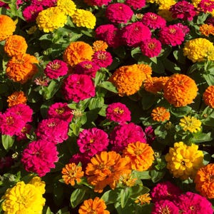 Mais de 50 sementes de zínia dupla mista, Zinnia elegans, flores de cores variadas, flor de corte. imagem 2