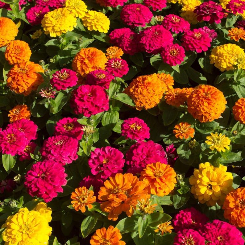 Mais de 50 sementes de zínia dupla mista, Zinnia elegans, flores de cores variadas, flor de corte. imagem 2