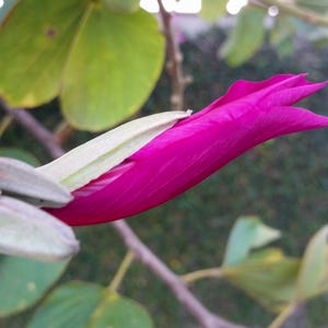May include: A vibrant magenta flower bud partially encased in a pale green, velvety sepal. The elongated, pointed bud extends horizontally from a woody stem, surrounded by rounded, light green leaves with visible veins and a soft texture.